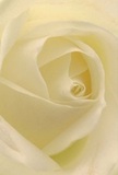Imagine being drawn into the delicate centre of a cream-white rose, as though you are nestled within its tender folds-a sensation akin to the gentle stillness of a Lea Bridge dawn. The petals, arranged in harmonious spirals, seem to whisper with each undulation, their matte surfaces soft to the touch and alive with subtle gradients of white and ivory. Gentle sunlight caresses the flower, casting the faintest of shadows that lend depth and calm, reminiscent of the dappled brilliance found beneath the leafy canopy of nearby Millfields Park. There is an unspoken peace that radiates from this flower, embodying both reverence and hope. As a local florist, I see in this rose the perfect choice for moments when words fall short-be it a note of sympathy, a gesture of admiration, or the marking of a new beginning in the heart of Lea Bridge. Its understated fragrance lingers like a promise on the air, and in its graceful form, you can sense both the tender artistry of Flower Delivery Lea Bridge and the timeless wisdom of nature, brought together for life's most meaningful occasions.